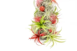 BULK DISCOUNT PRE-ORDER: 12 Inch Tall Handmade Air Plant Christmas Tree With 50 Living Tillandsias -Air Plant Supply Store AirPlantTillandsiaChristmasTree 10 scaled