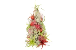 BULK DISCOUNT PRE-ORDER: 12 Inch Tall Handmade Air Plant Christmas Tree With 50 Living Tillandsias -Air Plant Supply Store AirPlantTillandsiaChristmasTree 6 scaled
