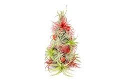 PRE-ORDER: 12 Inch Tall Handmade Air Plant Christmas Tree With 50 Living Tillandsias -Air Plant Supply Store AirPlantTillandsiaChristmasTree 7 61fa093d 8627 40dc b619 cf639613a911 scaled