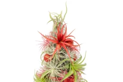 PRE-ORDER: 12 Inch Tall Handmade Air Plant Christmas Tree With 50 Living Tillandsias -Air Plant Supply Store AirPlantTillandsiaChristmasTree 8 f658a3ac a478 4271 b124 10f7d840a640 scaled