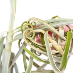 Tillandsia Duratii - Multiple Sizes - Limited Quantities -Air Plant Supply Store Air Plant Tillandsia Duratii2