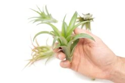 Tillandsia Abdita Brachycaulos Air Plants - Set Of 10, 20 Or 30 - 60% Off -Air Plant Supply Store Air Plant Tillandsia Abdita 1 1
