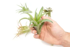 Tillandsia Abdita Brachycaulos Air Plants - Set Of 10, 20 Or 30 - 60% Off 7 Tillandsia Abdita Brachycaulos Air Plants - Set Of 10, 20 Or 30 - 60% Off -Air Plant Supply Store Air Plant Tillandsia Abdita 1 1 scaled