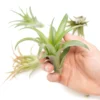 Tillandsia Abdita Brachycaulos Air Plants