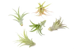 Tillandsia Abdita Brachycaulos Air Plants -Air Plant Supply Store Air Plant Tillandsia Abdita 2 2b448844 4e4a 4aa8 b698 1f2196f8ca2f scaled