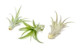 Large Tillandsia Abdita Brachycaulos Air Plants / 5-6 Inch Plants 7 Large Tillandsia Abdita Brachycaulos Air Plants / 5-6 Inch Plants -Air Plant Supply Store Air Plant Tillandsia Abdita 3