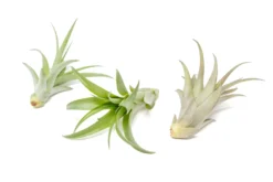 Large Tillandsia Abdita Brachycaulos Air Plants / 5-6 Inch Plants 7 Large Tillandsia Abdita Brachycaulos Air Plants / 5-6 Inch Plants -Air Plant Supply Store Air Plant Tillandsia Abdita 3 scaled