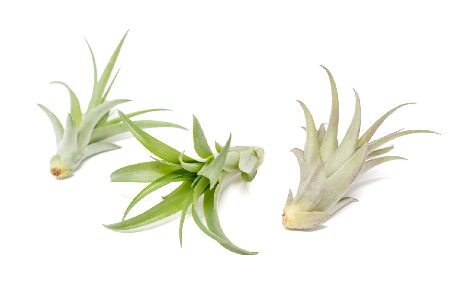 Large Tillandsia Abdita Brachycaulos Air Plants / 5-6 Inch Plants 4 Large Tillandsia Abdita Brachycaulos Air Plants / 5-6 Inch Plants - Image 4