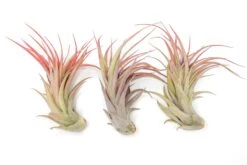 Large Tillandsia Abdita Brachycaulos Air Plants / 5-6 Inch Plants 6 Large Tillandsia Abdita Brachycaulos Air Plants / 5-6 Inch Plants -Air Plant Supply Store Air Plant Tillandsia Abdita Large Blush 1