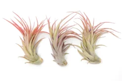 Large Tillandsia Abdita Brachycaulos Air Plants / 5-6 Inch Plants 6 Large Tillandsia Abdita Brachycaulos Air Plants / 5-6 Inch Plants -Air Plant Supply Store Air Plant Tillandsia Abdita Large Blush 1 scaled