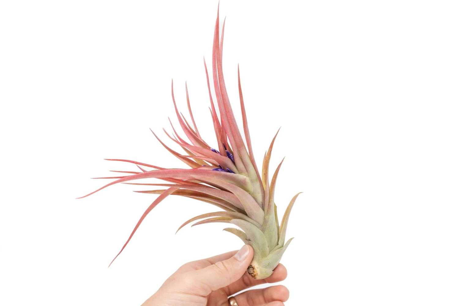 Large Tillandsia Abdita Brachycaulos Air Plants / 5-6 Inch Plants 2 Large Tillandsia Abdita Brachycaulos Air Plants / 5-6 Inch Plants - Image 2
