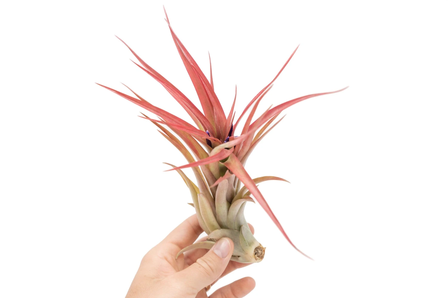 Large Tillandsia Abdita Brachycaulos Air Plants / 5-6 Inch Plants 1 Large Tillandsia Abdita Brachycaulos Air Plants / 5-6 Inch Plants
