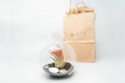 Gift Wrapped Terrarium Kits With Tillandsia Air Plants 11 Gift Wrapped Terrarium Kits With Tillandsia Air Plants -Air Plant Supply Store Air Plant Tillandsia Accessory 68 scaled