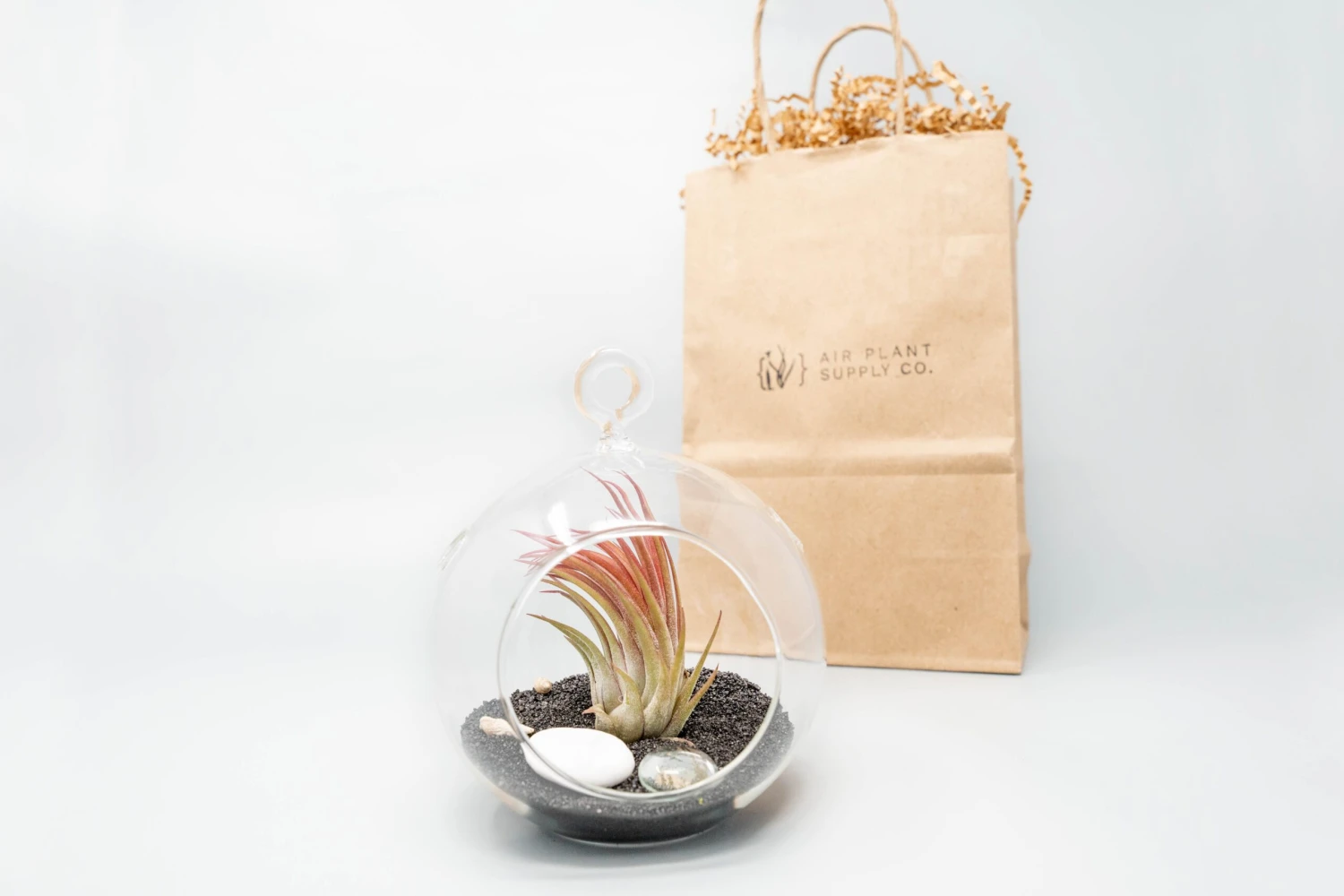 Gift Wrapped Terrarium Kits With Tillandsia Air Plants 5 Gift Wrapped Terrarium Kits With Tillandsia Air Plants - Image 5