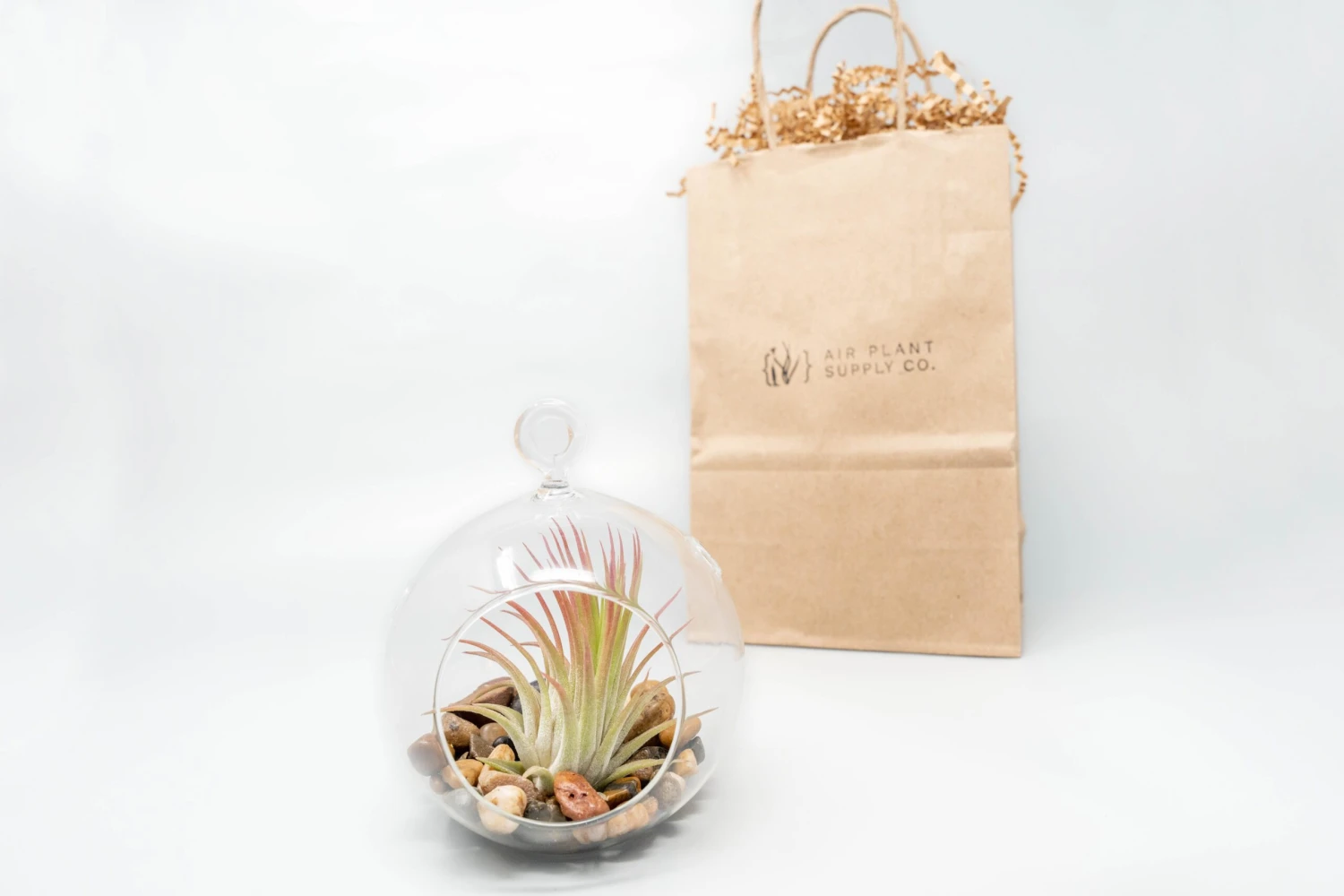 Gift Wrapped Terrarium Kits With Tillandsia Air Plants 3 Gift Wrapped Terrarium Kits With Tillandsia Air Plants - Image 3