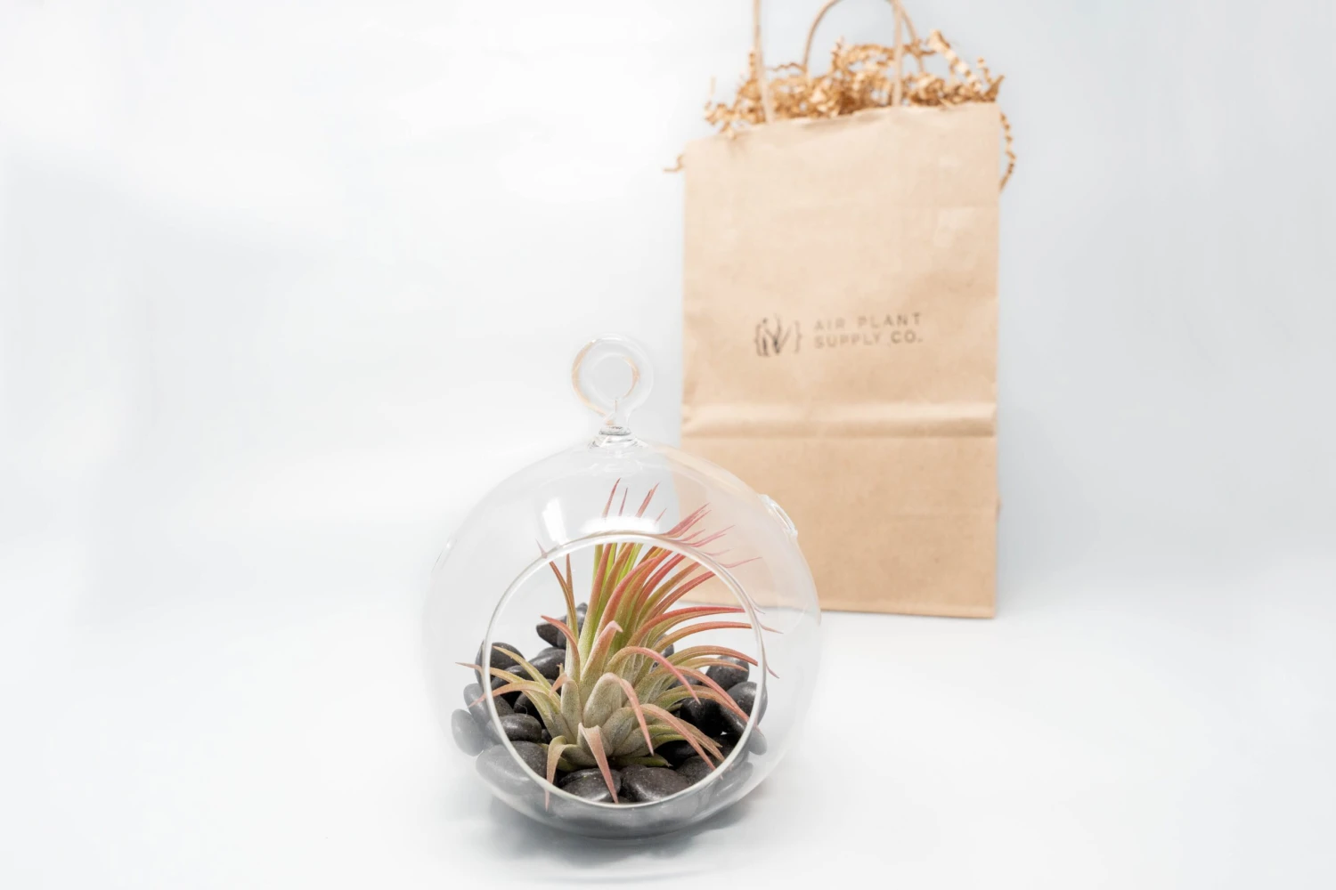 Gift Wrapped Terrarium Kits With Tillandsia Air Plants 2 Gift Wrapped Terrarium Kits With Tillandsia Air Plants - Image 2