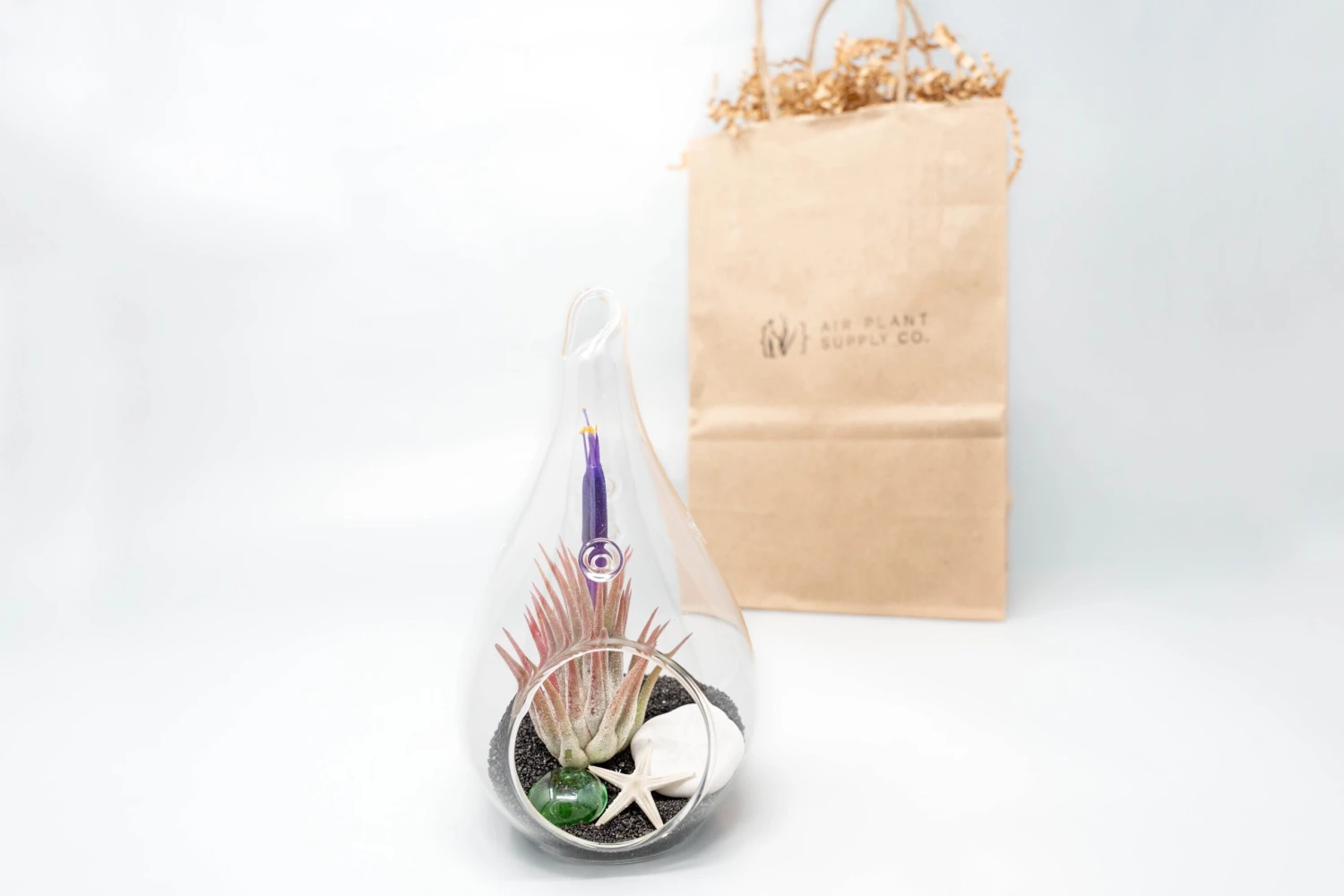 Gift Wrapped Terrarium Kits With Tillandsia Air Plants 7 Gift Wrapped Terrarium Kits With Tillandsia Air Plants - Image 7