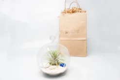 Gift Wrapped Terrarium Kits With Tillandsia Air Plants 10 Gift Wrapped Terrarium Kits With Tillandsia Air Plants -Air Plant Supply Store Air Plant Tillandsia Accessory 72 scaled