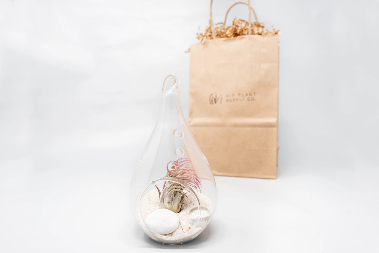 Gift Wrapped Terrarium Kits With Tillandsia Air Plants 6 Gift Wrapped Terrarium Kits With Tillandsia Air Plants - Image 6