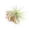 Longspine Murex Seashell With Tillandsia Ionantha Air Plant