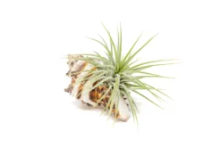 Sets Of 3, 6, Or 9 Longspine Murex Seashells With Tillandsia Ionantha Air Plants -Air Plant Supply Store Air Plant Tillandsia Accessory Black Murex Shell 8 1d900fd3 4b31 4bce 9fb6 3bdcb72a160b scaled