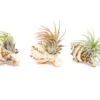 Sets Of 3, 6, Or 9 Longspine Murex Seashells With Tillandsia Ionantha Air Plants
