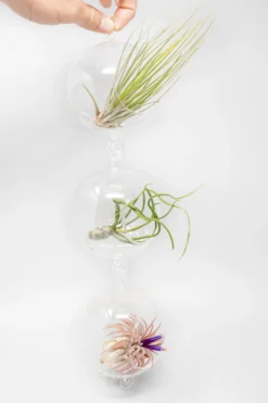 Vertical Garden Display Featuring 6 Terrariums With Double Hooks And Air Plants -Air Plant Supply Store Air Plant Tillandsia Accessory Double Hook Terrarium Plants 1 1 d4fa7c7a 9d4e 4baa ab0e a72598acee5f scaled
