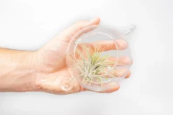 Terrarium Trio With Double Hooks And Tillandsia Juncea, Bulbosa, & Ionantha Air Plants -Air Plant Supply Store Air Plant Tillandsia Accessory Double Hook Terrarium Plants 3 1 928e7d60 a529 434c 8296 0b652bc46b93 scaled
