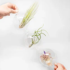 Hanging Globe Terrariums With Double-Hooks -Air Plant Supply Store Air Plant Tillandsia Accessory Double Hook Terrarium Plants 4 scaled