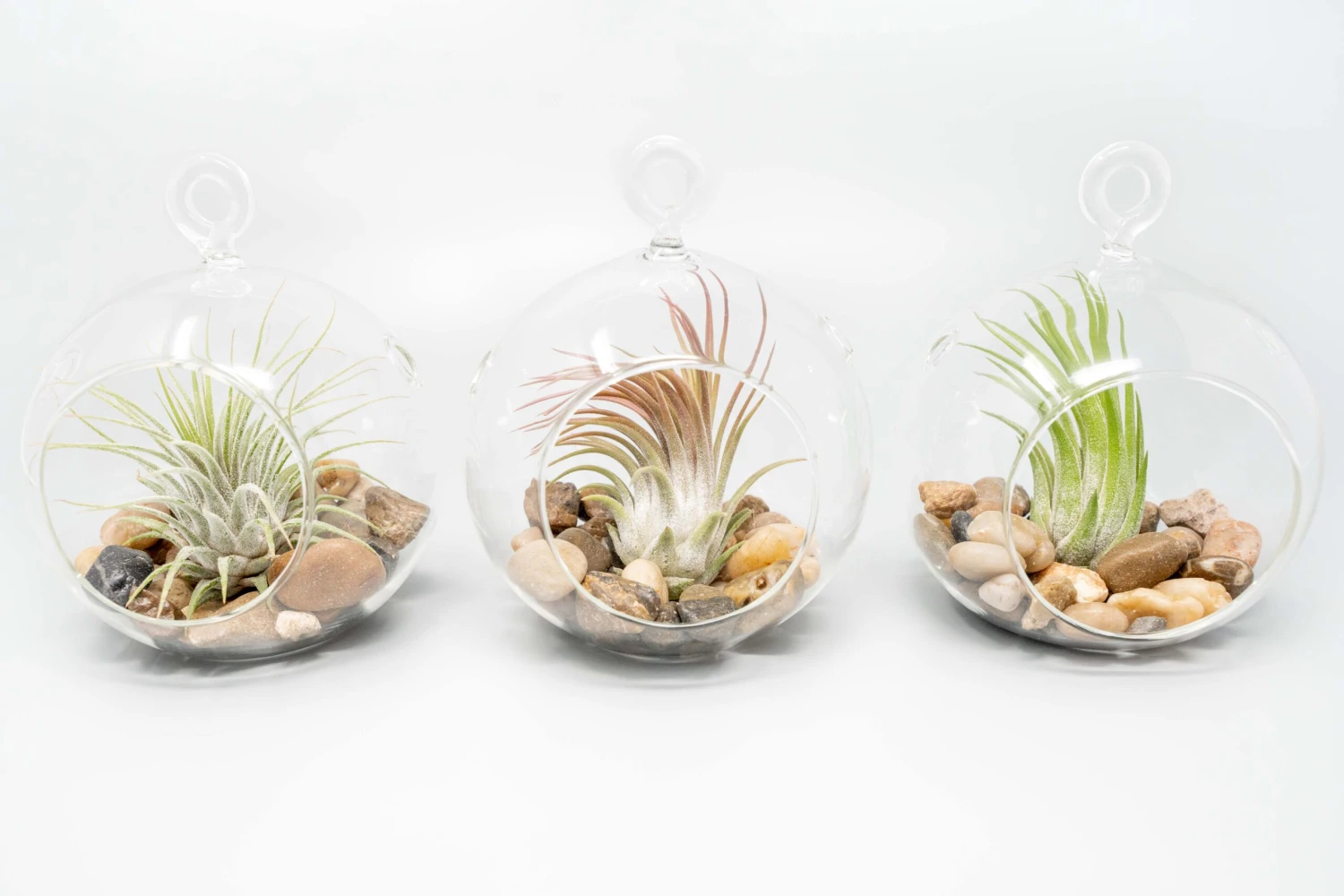 Terrarium Globe With Flat Bottom, Air Plant & River Stones - Image 3