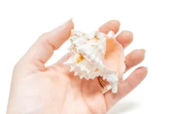 Pink Murex Seashell With Tillandsia Velutina Air Plant -Air Plant Supply Store Air Plant Tillandsia Accessory Pink Murex Shell 2 68195dcc 7e58 467a ac70 8286ae68e8fb scaled