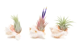 Pink Murex Seashells With Tillandsia Ionantha Air Plants
