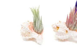 Pink Murex Seashells With Tillandsia Ionantha Air Plants -Air Plant Supply Store Air Plant Tillandsia Accessory Pink Murex Shell 5 0c655665 8577 420a bc1a 7526ab2c92c6 scaled