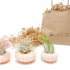 Gift Wrapped Pink Urchins With Tillandsia Air Plants