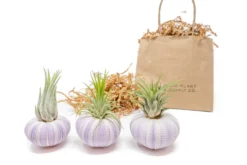Gift Wrapped Purple Urchins With Tillandsia Air Plants