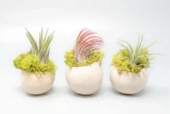 Natural Seed Pod Containers With Tillandsia Ionantha Air Plants -Air Plant Supply Store Air Plant Tillandsia Accessory Seed Pod 3 1 scaled