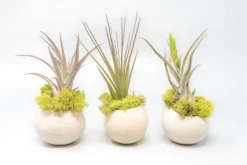 Natural Seed Pod Container With Assorted Tillandsia Air Plant -Air Plant Supply Store Air Plant Tillandsia Accessory Seed Pod 5 scaled
