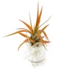 Small Ivory Ceramic Vase With Tillandsia Red Abdita And Spanish Moss