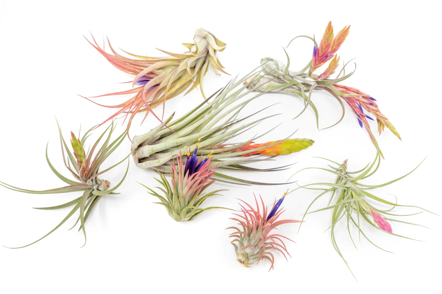 SALE - Tillandsia Air Plant Color, Blush & Bud Pack - Set Of 10 Or 20 - 35% Off 4 SALE - Tillandsia Air Plant Color, Blush & Bud Pack - Set Of 10 Or 20 - 35% Off - Image 4