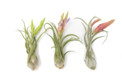SALE - Tillandsia Caput Medusae Air Plants - Set Of 10 Or 20 - 70% Off -Air Plant Supply Store Air Plant Tillandsia Caput Medusae Bloom 1 scaled