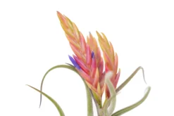 SALE - Tillandsia Caput Medusae Air Plants - Set Of 10 Or 20 - 70% Off -Air Plant Supply Store Air Plant Tillandsia Caput Medusae Bloom 3 scaled
