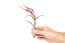 Large Tillandsia Caput Medusae Air Plants / 5-8 Inch Plants -Air Plant Supply Store Air Plant Tillandsia Caput Medusae Large Bloom 2 scaled