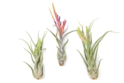 Large Tillandsia Caput Medusae Air Plants / 5-8 Inch Plants -Air Plant Supply Store Air Plant Tillandsia Caput Medusae Large Bloom 3 scaled
