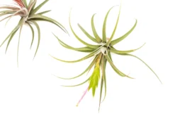 Tillandsia Concolor Air Plants -Air Plant Supply Store Air Plant Tillandsia Concolor 2 scaled