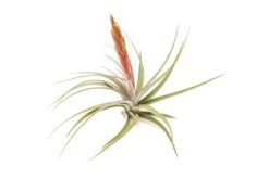 Tillandsia Concolor Air Plants