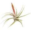 Tillandsia Concolor Air Plants