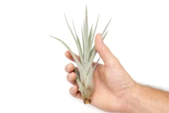 Large Tillandsia Fasciculata Tricolor Golden Torch Air Plants -Air Plant Supply Store Air Plant Tillandsia Fasciculata Large 1 scaled