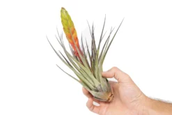 Tillandsia Fasciculata Tricolor Golden Torch Air Plants -Air Plant Supply Store Air Plant Tillandsia Fasciculata Large Bloom 1 2efa1100 e146 4d16 b634 cf99a404819d scaled