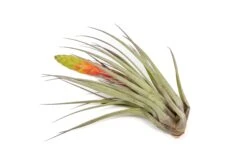SALE - Large Tillandsia Fasciculata Tricolor Air Plants - Set Of 5 Or 10 - 50% Off 6 SALE - Large Tillandsia Fasciculata Tricolor Air Plants - Set Of 5 Or 10 - 50% Off -Air Plant Supply Store Air Plant Tillandsia Fasciculata Large Bloom 2 623ff95b 8769 4f7b 964d 0c85bcbbebc5