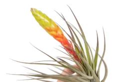 Tillandsia Fasciculata Tricolor Golden Torch Air Plants -Air Plant Supply Store Air Plant Tillandsia Fasciculata Large Bloom 3 118721b5 50ba 4179 8bd6 56cd875b3880 scaled